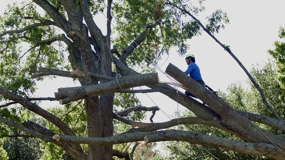 Professional Crown Thinning performed by certified arborists in Ennice