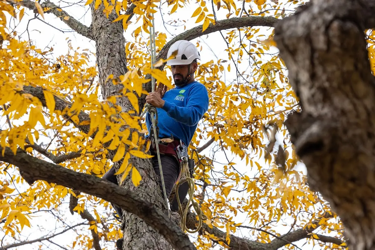 Skilled Tree Pruning crew working in Ennice